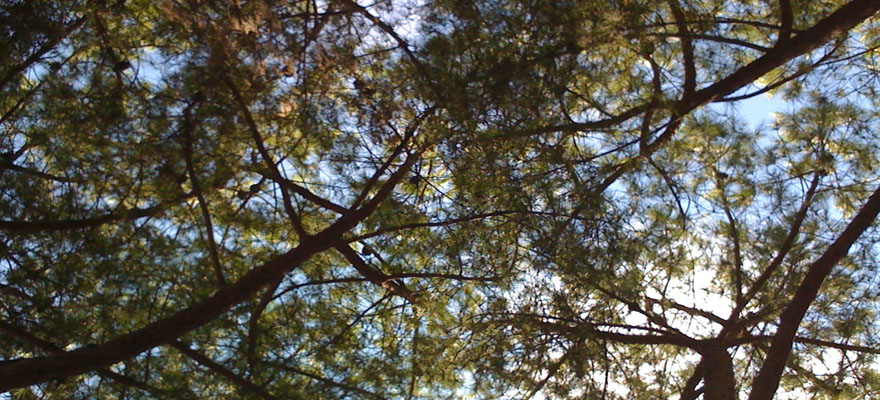 Peregrine Architects welcome